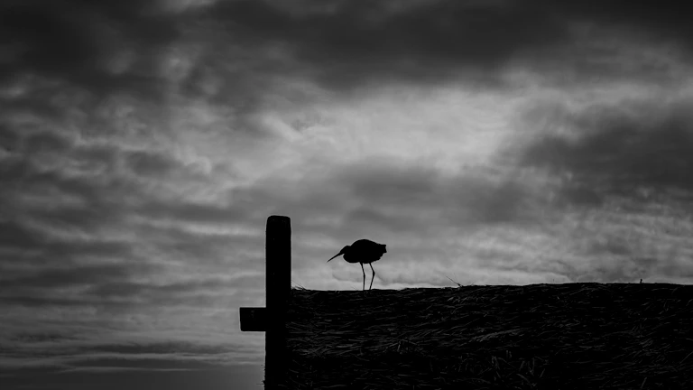 E-5 비자 (예술흥행): 예술 및 공연 활동