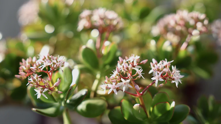 자금이 자라나는 나무
