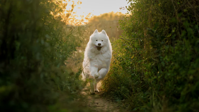 넓은 운동장에서 행복하게 뛰어노는 강아지들