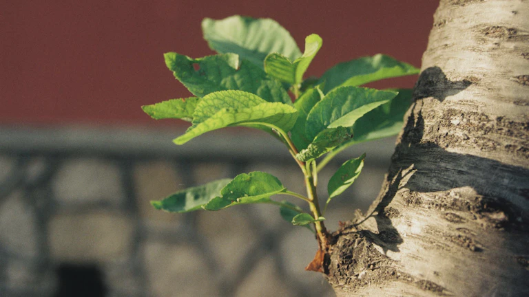 SCHD ETF, 배당 재투자 복리 효과 시뮬레이션: 10년 후 월 배당금으로 경제적 자유 얻는 법 3 돈나무가 자라는 모습