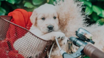 애견 유치원 창업 자격증, 반려견 스타일리스트와 행동교정사 준비로 성공하는 법 7