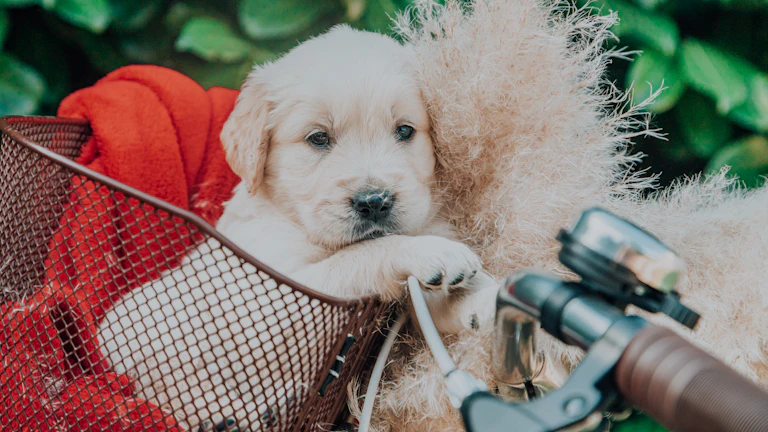 반려견을 정성스럽게 미용하는 스타일리스트