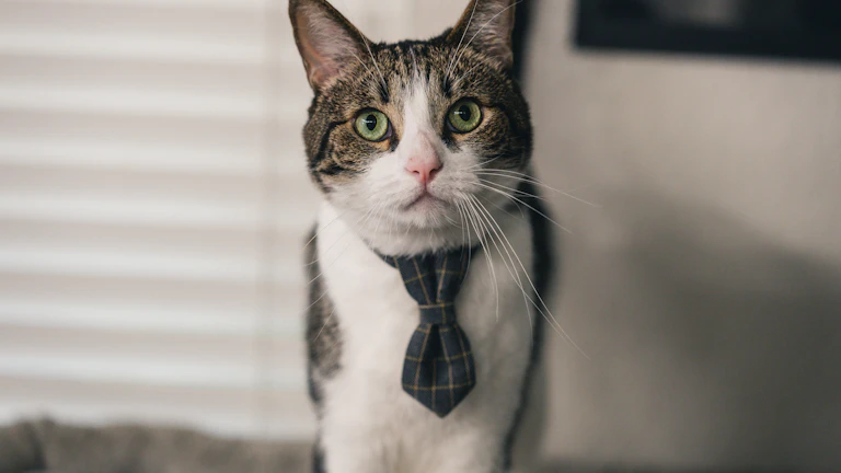 경락잔금대출 승인 후기 및 낙찰 전 대출 한도 확인법 (2026년) 2 신뢰할 수 있는 금융 전문가와의 상담